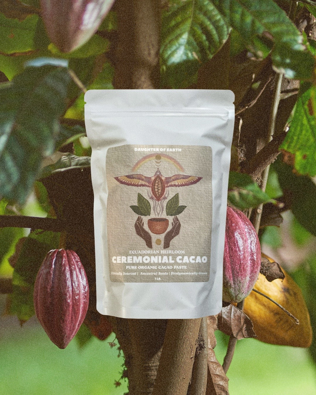 Ceremonial cacao package hanging among cacao pods on a tree